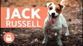 JACK RUSSELL: documentario – Carattere, curiosità e addestramento del Jack Russell