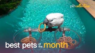 Best Pets of the Month (August 2021)