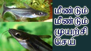 மீண்டும் மீண்டும் முயற்சி செய்  - Motivational Story in Tamil -  AKS TAMIL