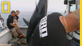 Catch of the Week - Go Hard or Go Home | Wicked Tuna