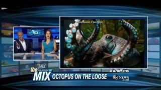 Inky the Octopus Escapes From the National Aquarium of New Zealand