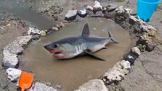 DIY FISH POND at BEACH!!!