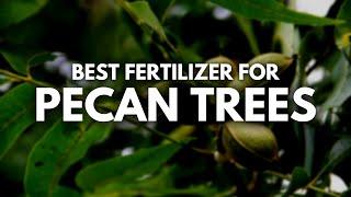 What is the Best Fertilizer for Pecan Trees | More Pecans For Sure