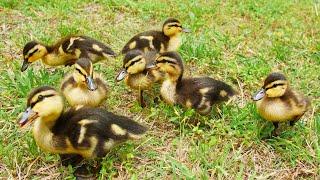 Raising New Mallard Ducklings!