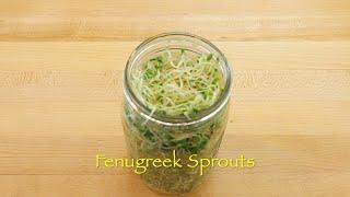 Fenugreek Sprouts