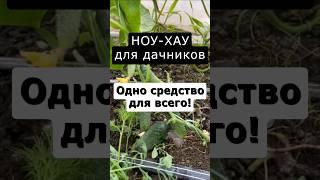 Одно средство для всего огорода #сад #огород #дача #урожай