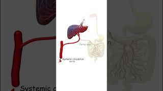 Why the dual blood supply of the liver is ideal for xenobiotic metabolism? #pharmacology