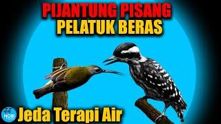 MASTER PIJANTUNG PISANG vs PELATUK BERAS Jeda Terapi Air AMPUH