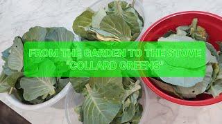 (From The Garden To The Stove) "COLLARD GREENS"