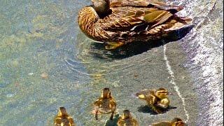 Baby Ducks