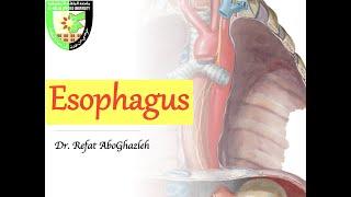 Anatomy of Esophagus