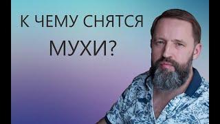 МУХИ. К чему снятся мухи