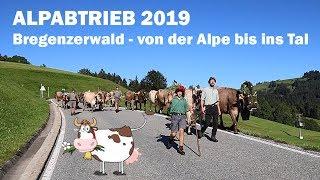 ALPABTRIEB Bregenzerwald 2019