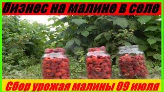 ремонтантная малина +в июне || Бизнес на селе #БизнесВДеревне #БизнесВСеле #БизнесНаСеле