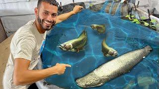 MY MONSTER FISH COLLECTION! *EPIC*