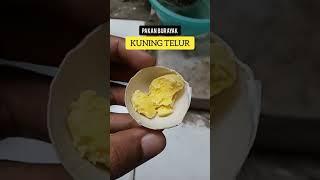 Cara membuat Pakan Burayak dengan Kuning Telur - Kuning Telur untuk Burayak cupang, Guppy, Tetra,dsb