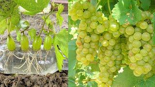 Unique Technique Grow Grapes From Grape Fruit In Water