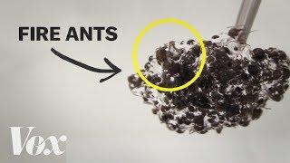 The bizarre physics of fire ants