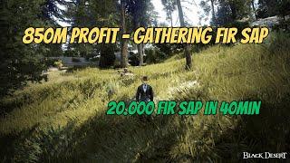 BDO Life | Fir Sap Gathering  | 2200 Mastery Test