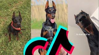 The Baddest Doberman TikTok Compilation | Dogs Of TikTok