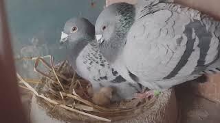 early breeding your pigeons should i or not breed early