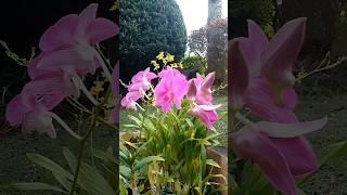 Orchids flowering #yooragardentips #orchids #gardening #shortvideo #short