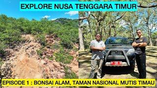 EXPLORE NUSA TENGGARA TIMUR EPISODE 1 : BONSAI ALAM, TAMAN NASIONAL MUTIS TIMAU