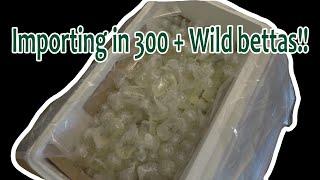 Importing in 300 + wild bettas and Black water fishes