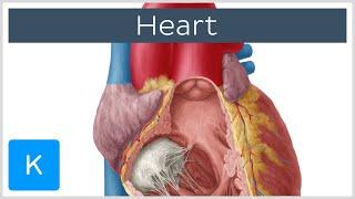 Anatomy of the Heart: Ventricles, Atria and Functions - Human Anatomy | Kenhub