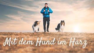 Der Harzer Hexenstieg 2022 mit dem Hund - 100km -  quer durch den Harz