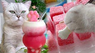 Cat Cooking Food ASMR || Making Cheese Watermelon Smoothie at Home-Cookng Cat