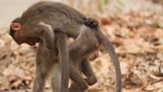Monkeys Homosexual Activity Part - 2 | Yes Ofcourse ...Have Gay Monkeys Among Their Family!