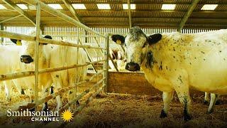 These British Cows Spend their Winters Indoors ️ Wild Tales from the Farm | Smithsonian Channel