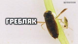 Гребляк. Водяная цикада среди клопов в природе и в аквариуме // Clever Cricket