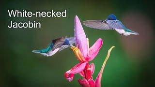 Hummingbird, White-necked Jacobin - Costa Rica