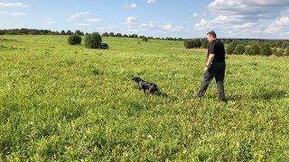 Тренировка в поле. Немецкий дратхаар и бретонский эпаньоль.