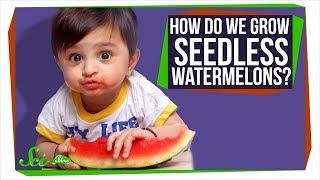 How Do Seedless Watermelons Reproduce?