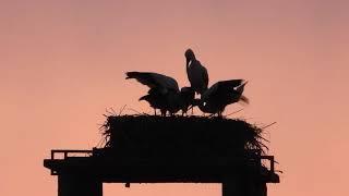 Storchennest Fridolfing 11.07.24 - Die ganze Familie kommt abends ins Nest - Fütterung Ehrensache