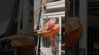 Pink-bellied grass parrot (borka) on a walk #bird #beauty #pet #funny #love