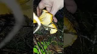 fall CHANTERELLE  Mushroom  picking #shorts #pnw #mushroom #mushroompicking #bolete #Oregon #diy