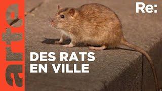 Rats : peur sur la ville (2023) | ARTE Regards