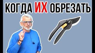 Когда лучше обрезать деревья / Осенняя или весенняя обрезка / Игорь Билевич