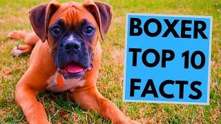 Boxer Dog Breed - TOP 10 Interesting Facts