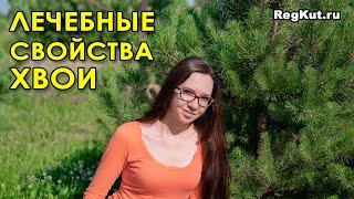 Лечебные свойства хвои для здоровья человека. Польза и вред сосновой хвои