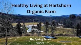 Early Spring Organic Garlic Care at Hartshorn Farm