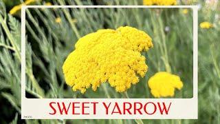 calm journey into the realm of  sweet yarrow plant, Achillea ageratum, sweet-Nancy, English mace