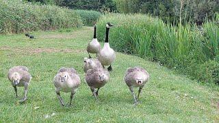 When the Canada Geese Family Spot Me