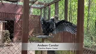 Three Exotic Birds at the Carolina Raptor Center