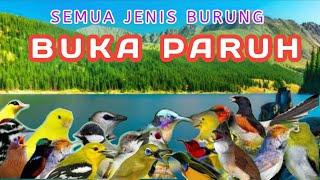 TERAPI BURUNG MALAM HARI DAN PAGI HARI, MERANGSANG BURUNG UNTUK RAJIN BERBUNYI,GACOR DAN BUKA PARUH