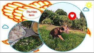 Harvesting water spinach - Thu Hien farm